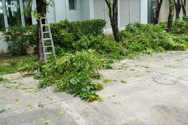 How Our Tree Care Process Works  in Galesville, MD